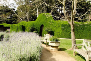 Nepean Country Club | Ashcombe Maze & Lavender Gardens